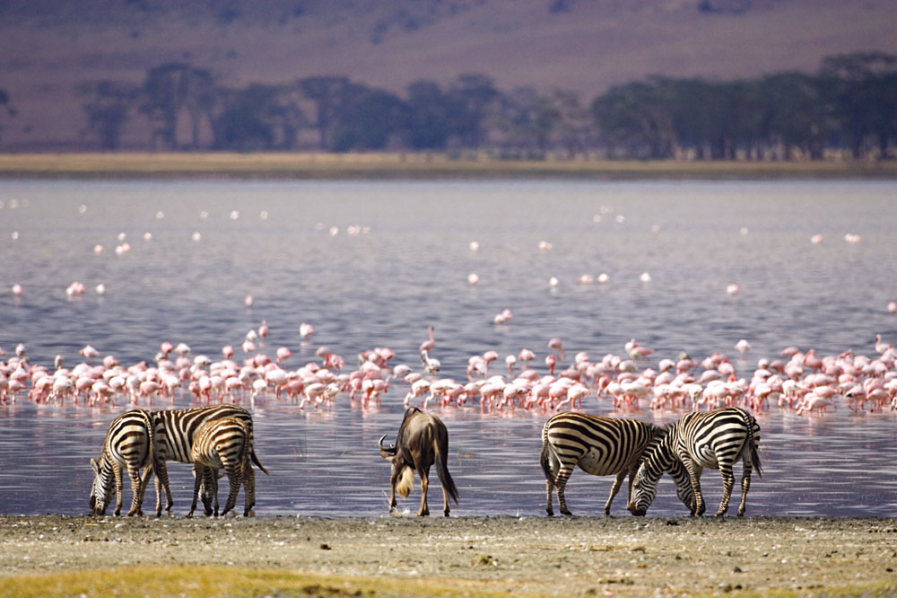Flamingoer og zebraer ved vandhul i Kenya.