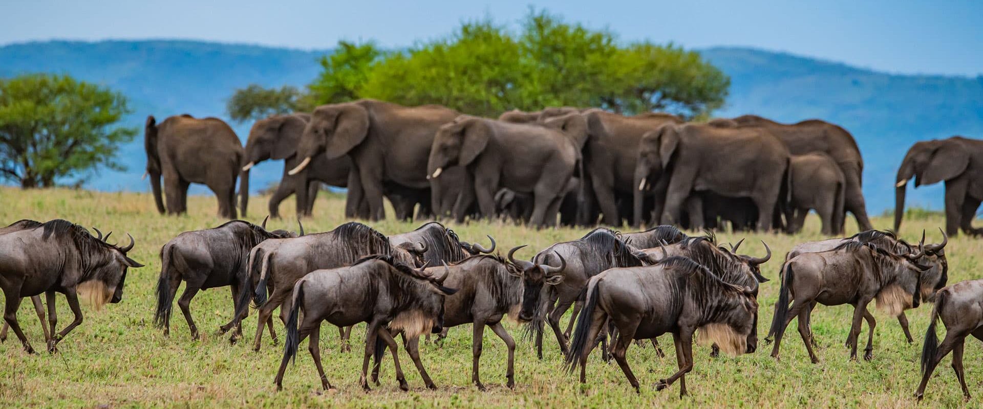 Gnuer og elefanter på savannen i Afrika