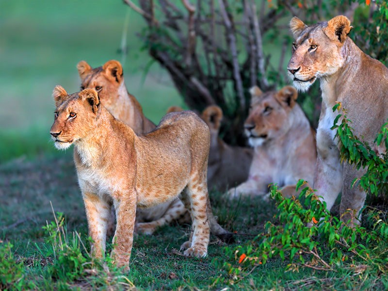 Løvefamilie på savannen i Afrika