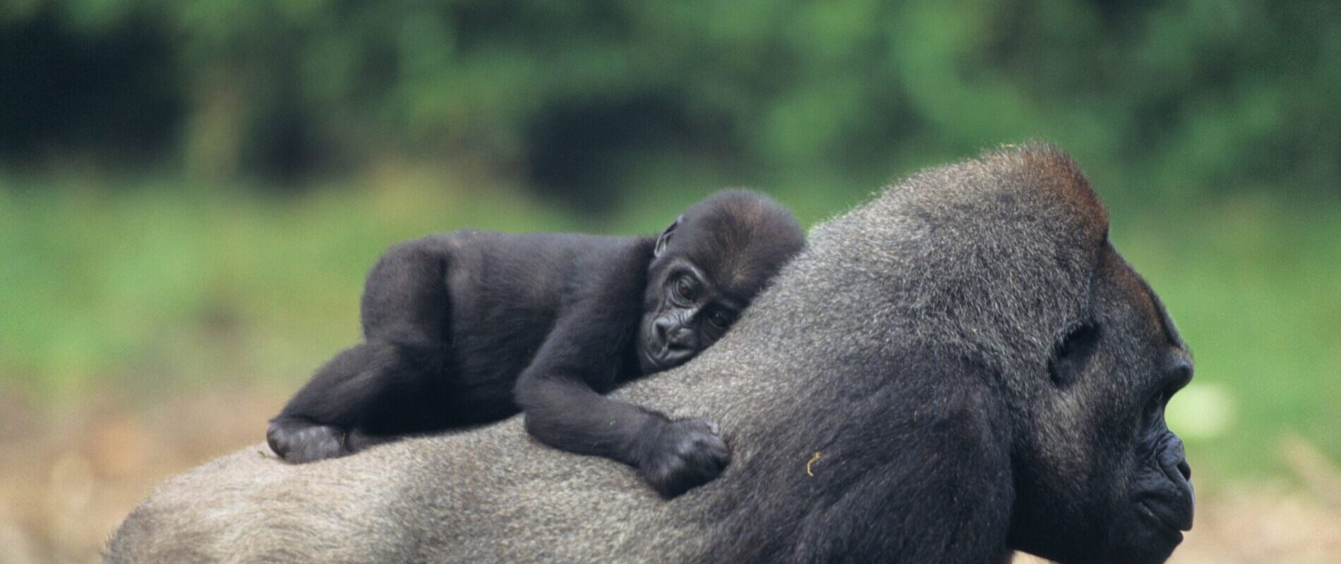 Gorillamama med gorillababy på maven