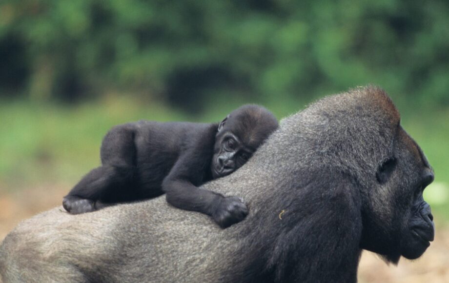 Gorillamama med gorillababy på maven