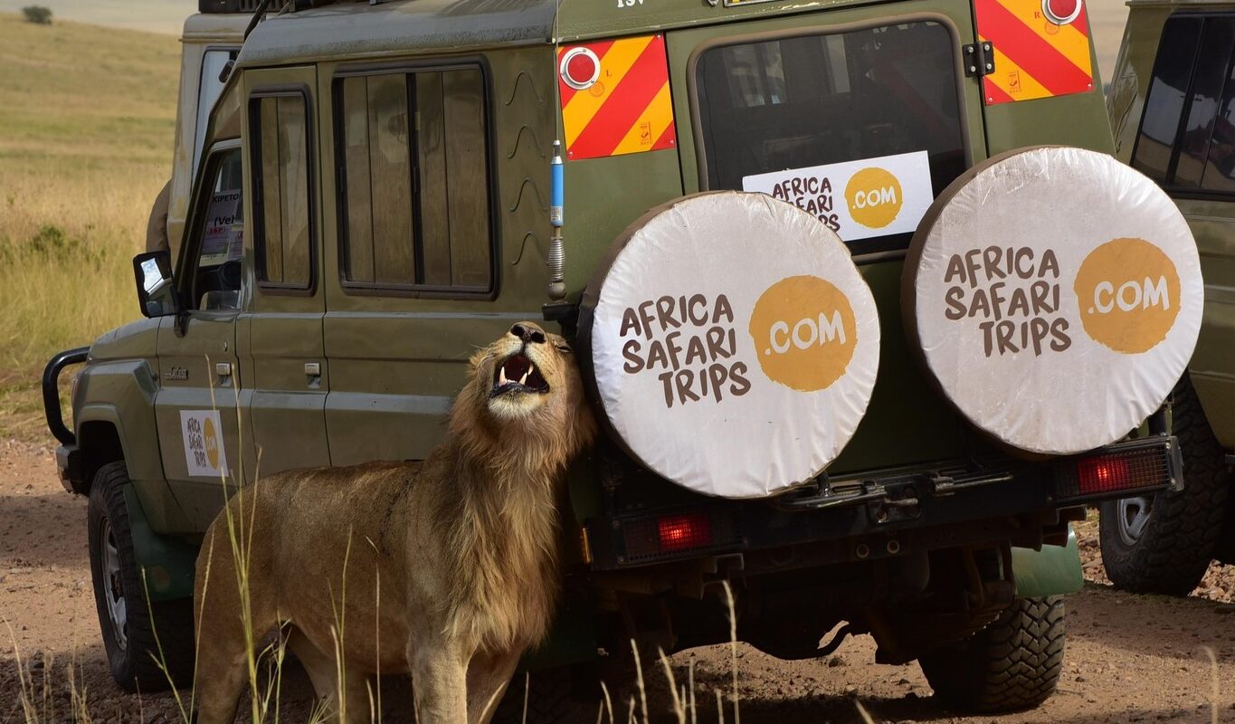 Jeep på safari ude på savannen med løve ved siden af