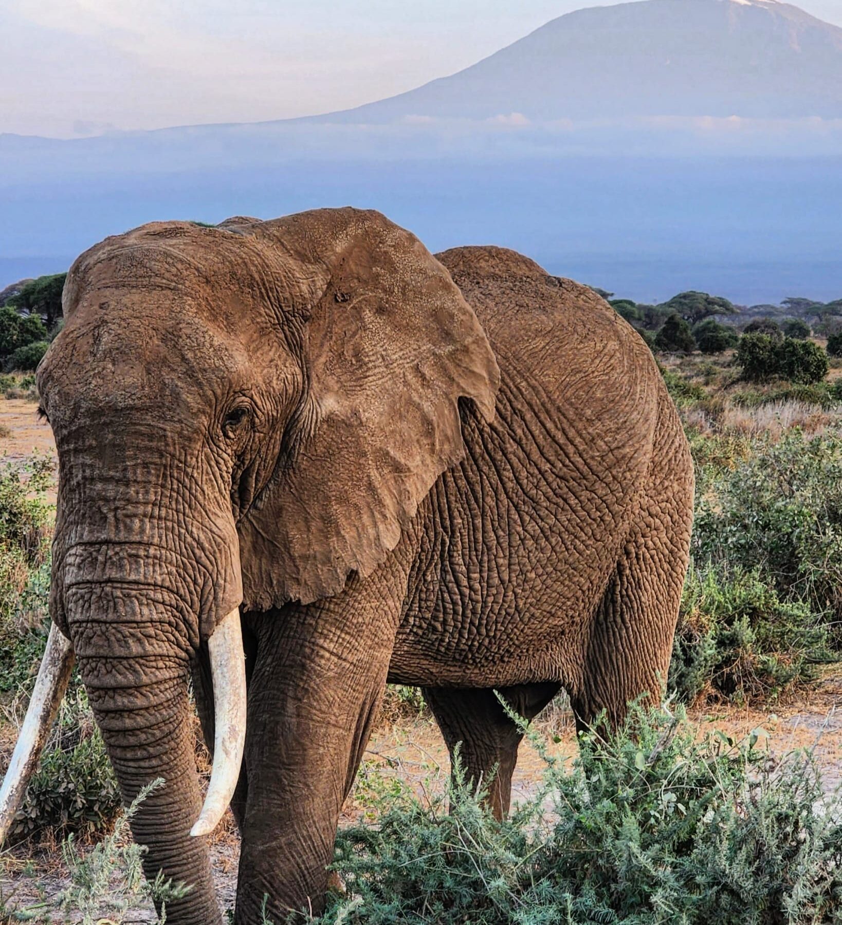 Elefant i Kenya med bjerge i baggrunden