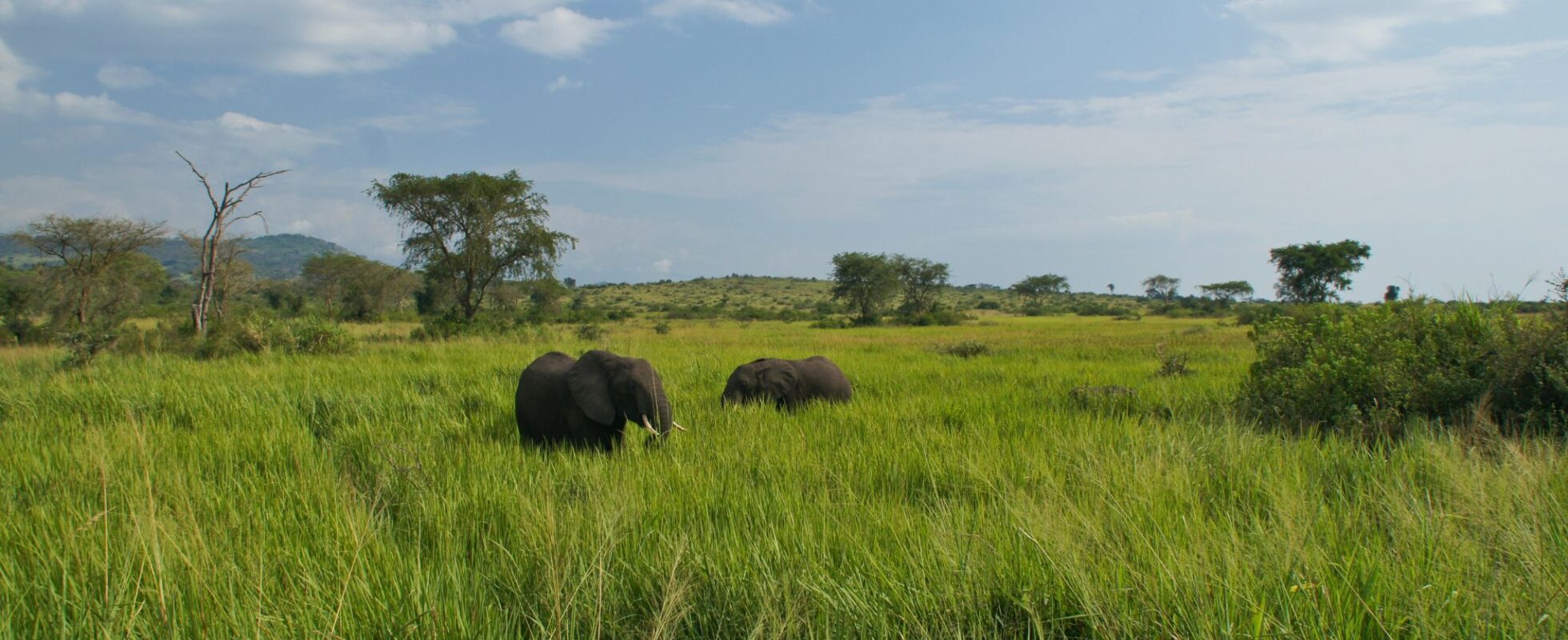Elefantflok i grønt landskab i Ugandas nationalpark Queen Elizabeth
