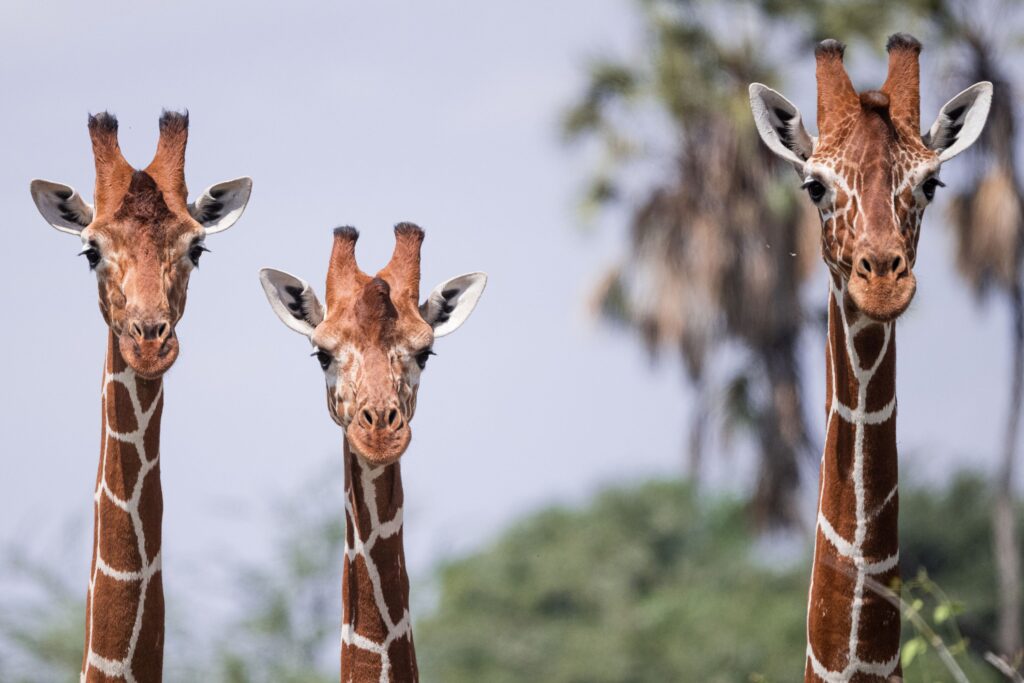 Tre giraffer ved siden af ​​hinanden i Samburu National Reserve