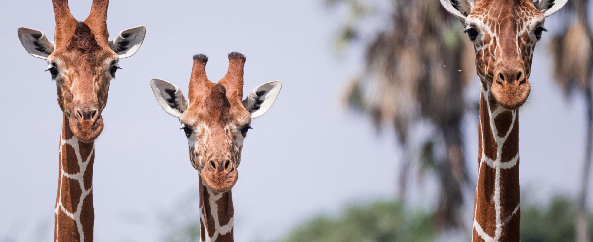 Tre giraffer ved siden af ​​hinanden i Samburu National Reserve