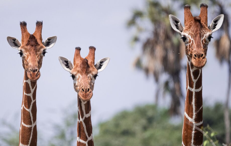 Tre giraffer ved siden af ​​hinanden i Samburu National Reserve