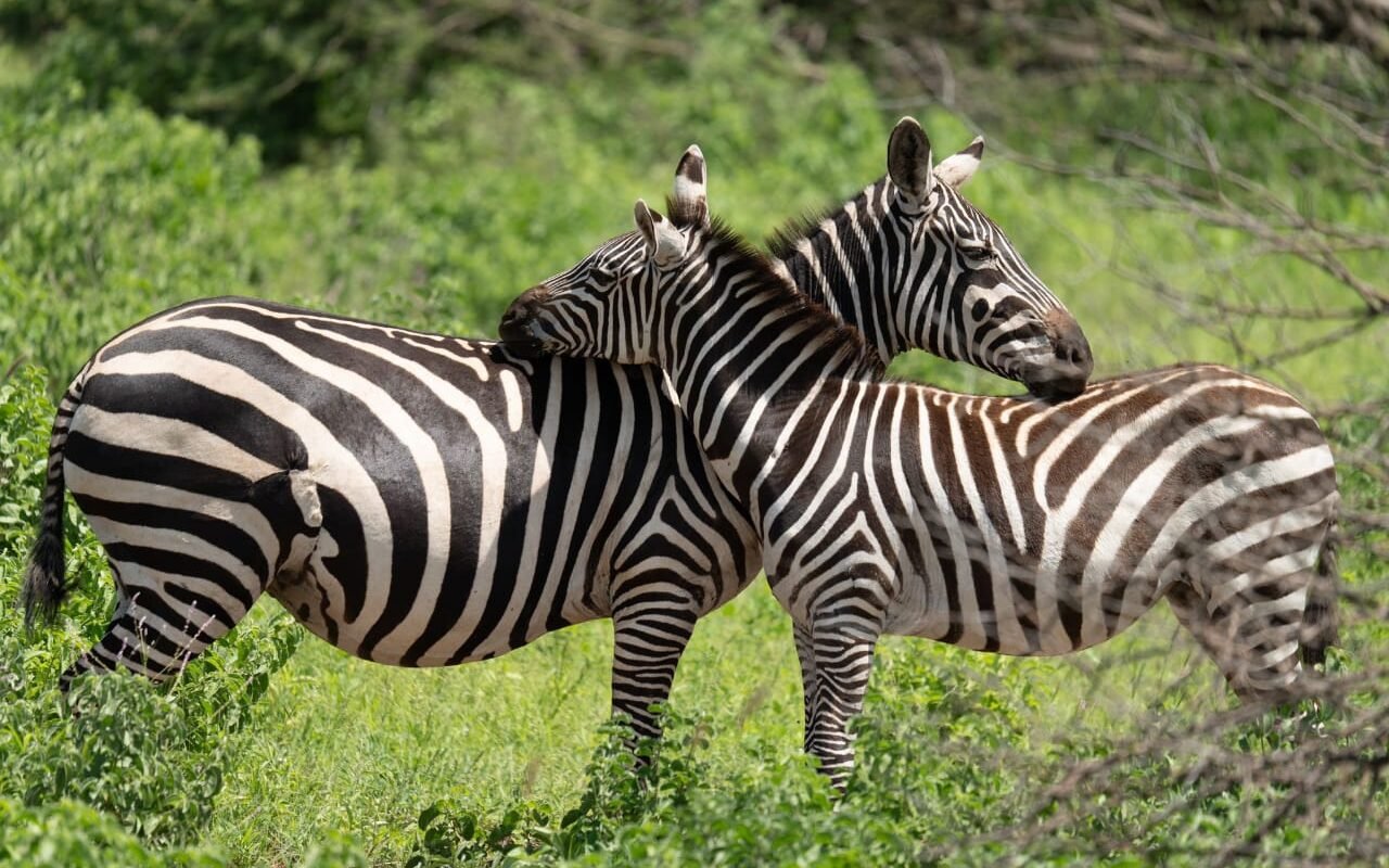 2 zebraer i Kenyas frodige landskab