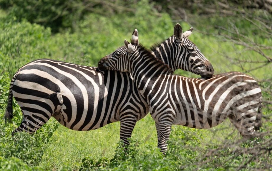 2 zebraer i Kenyas frodige landskab