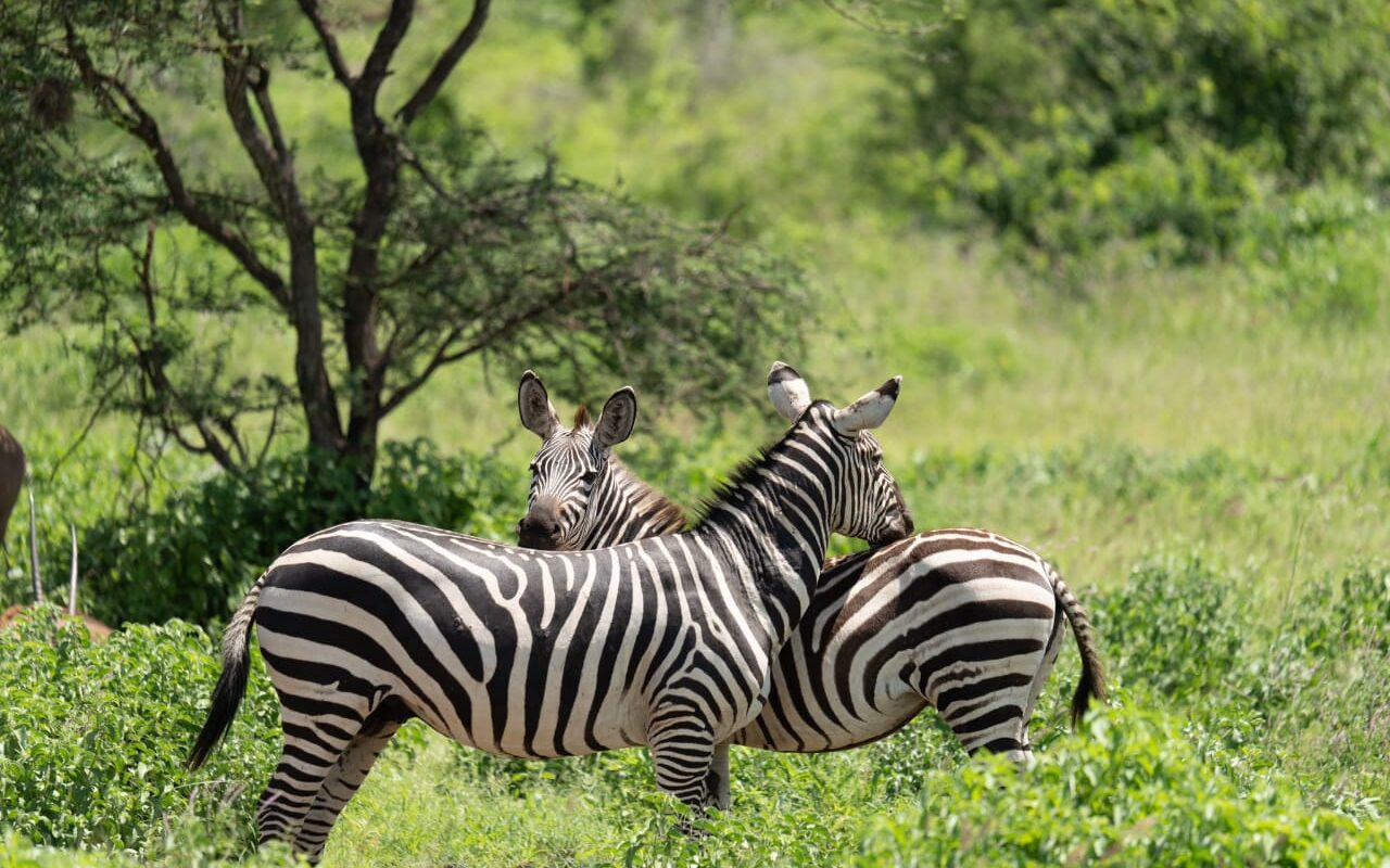 To zebraer i frodigt landskab i Kenya