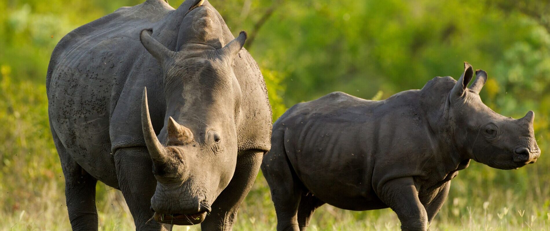 Hvide næsehorn i Ziwa Sanctuary, Uganda