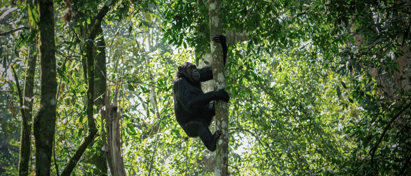 Chimpanse klatrer i et højt træ i den grønne skov