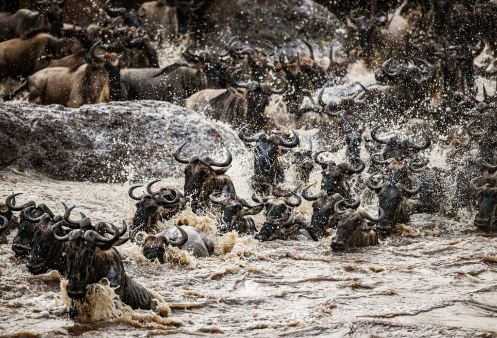 Den store gnuvandring i Masai Mara