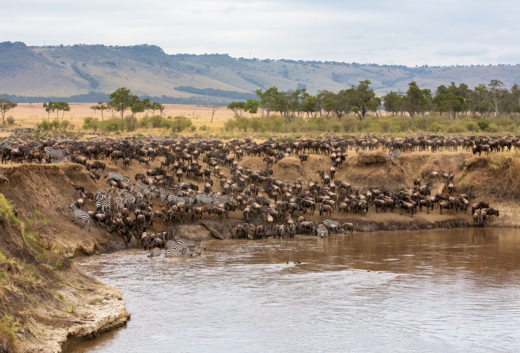 Great Migration – den store vandring af gnuer i Masai Mara