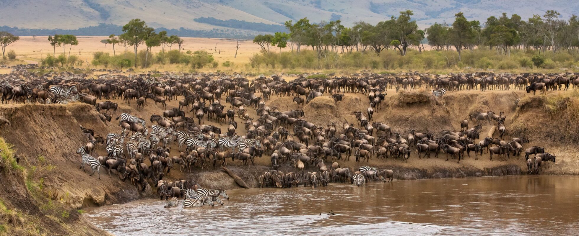Den store gnuvandring – The Great Migration i Masai Mara, Kenya