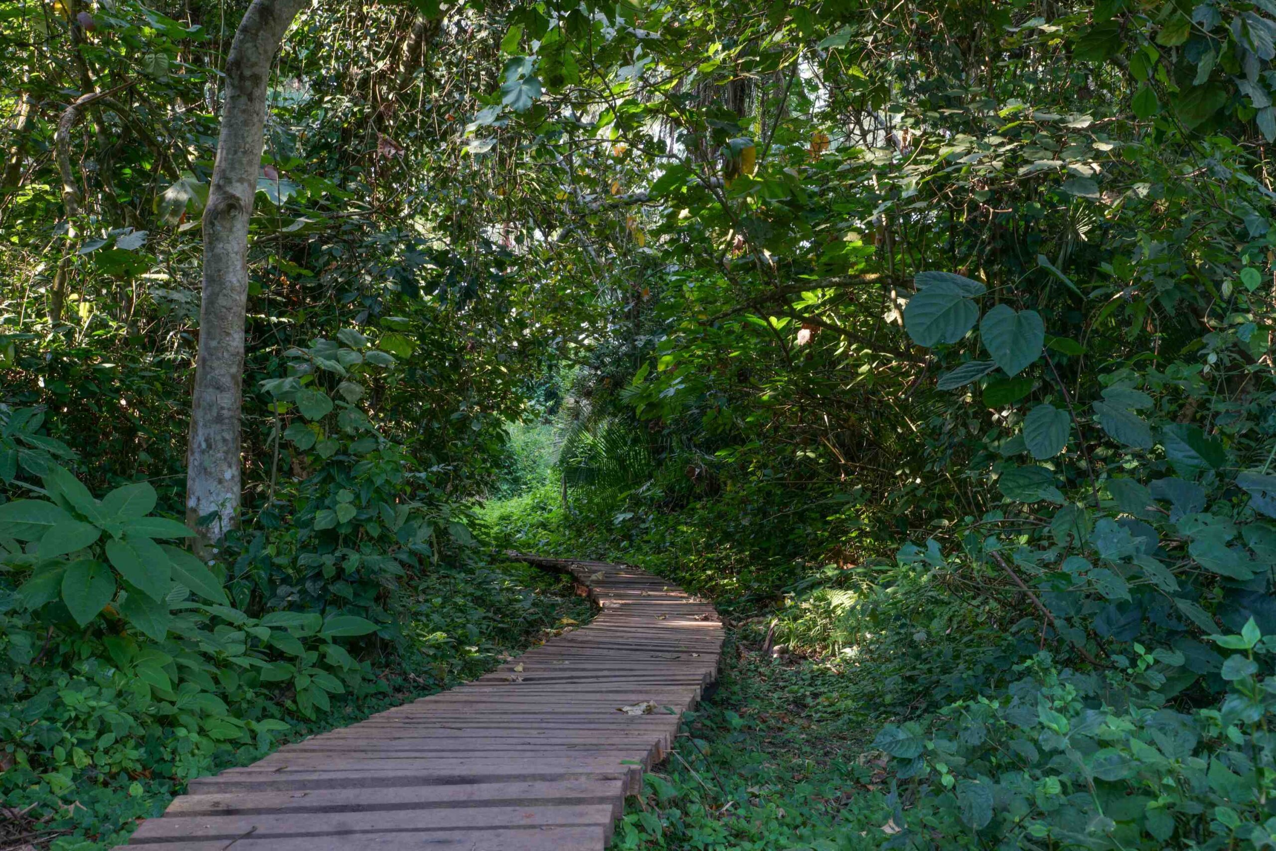 Sumpvandring i Bigodi Wetland Sanctuary ved Kibale National Park