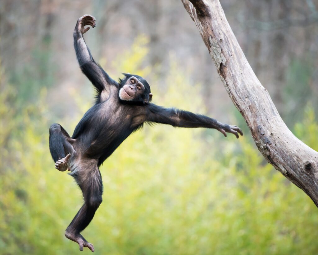 Chimpanser leger i træerne i Uganda