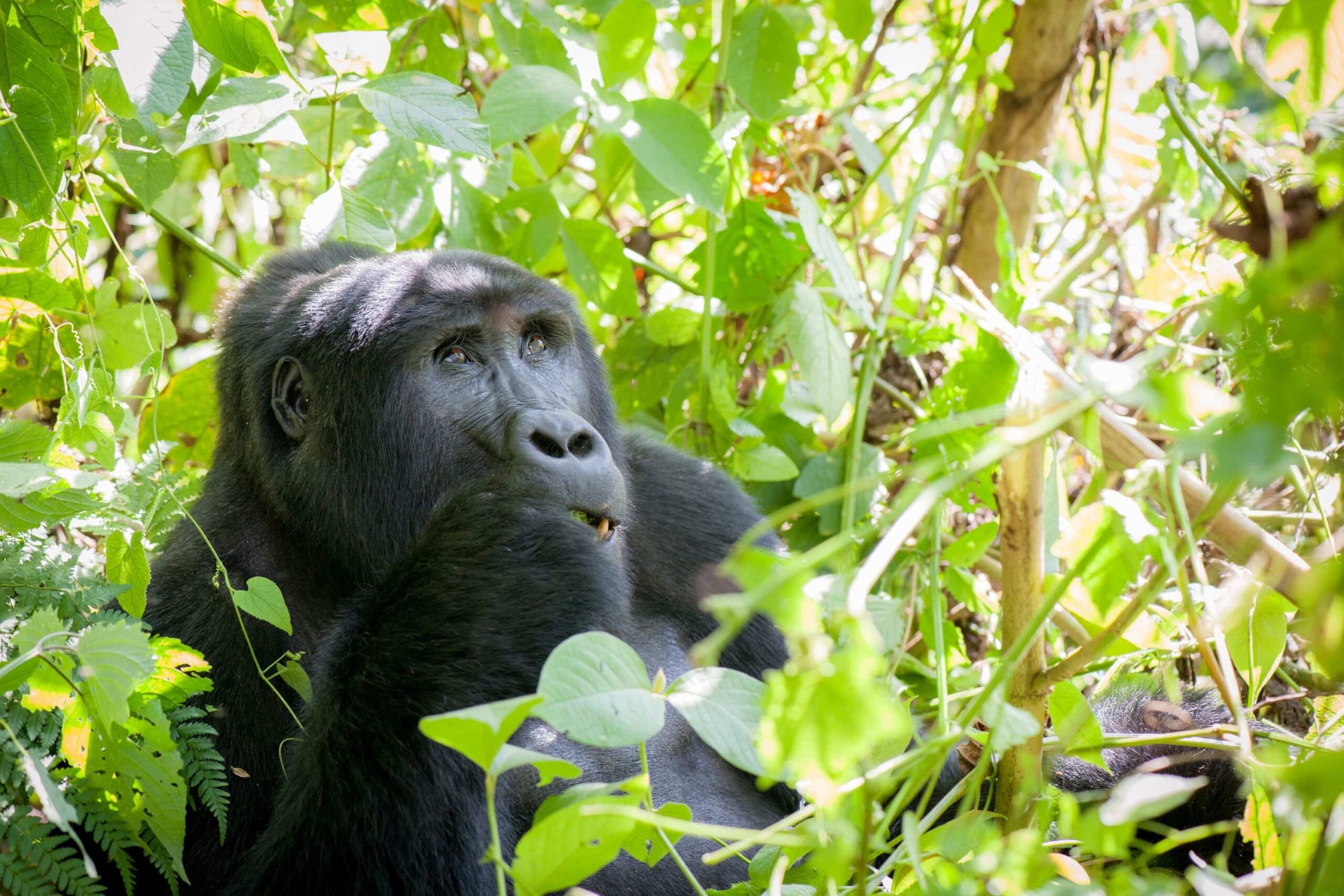 Mountain gorilla-vandring i Rushaga (den sydlige sektor)