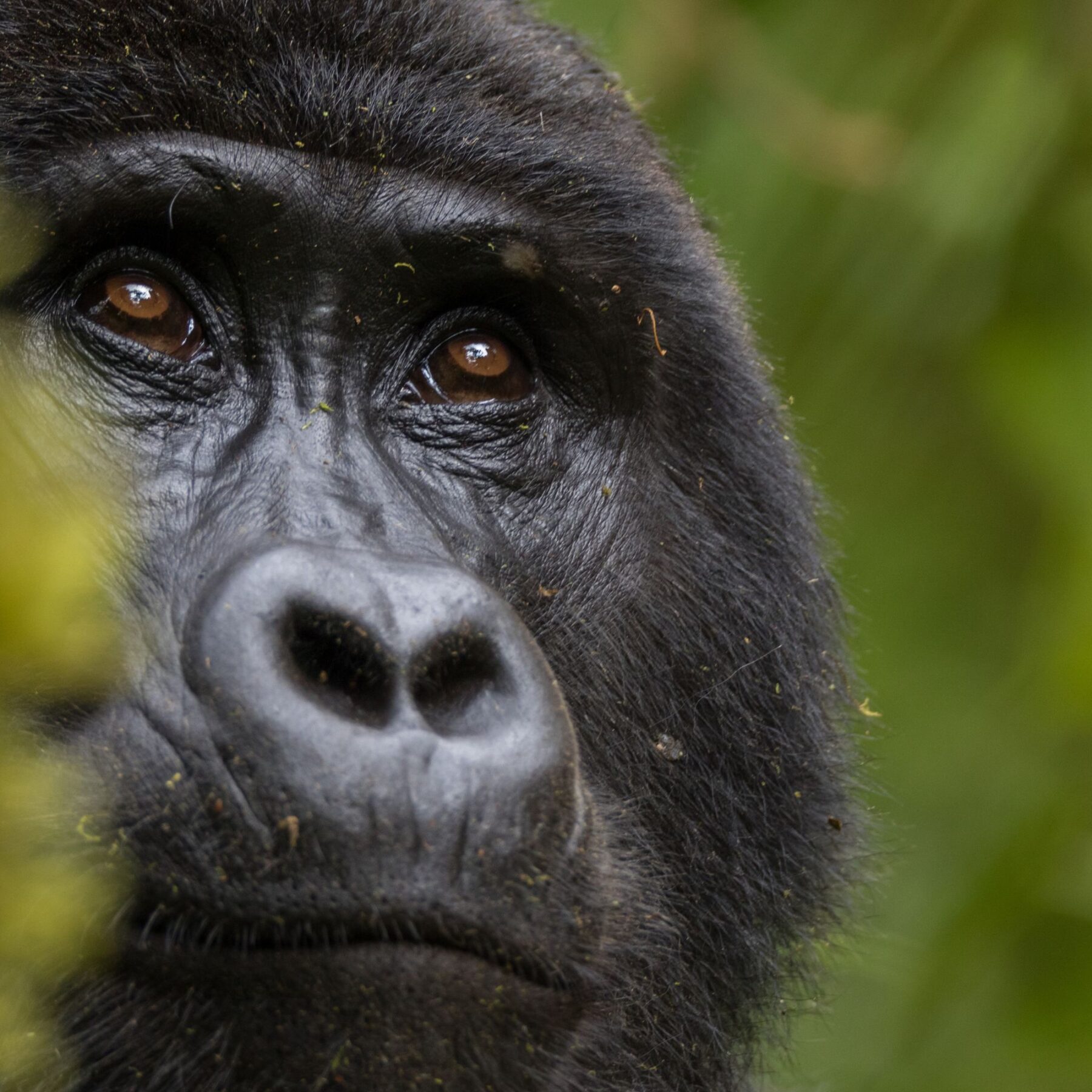 Nærbillede af en gorilla i Uganda