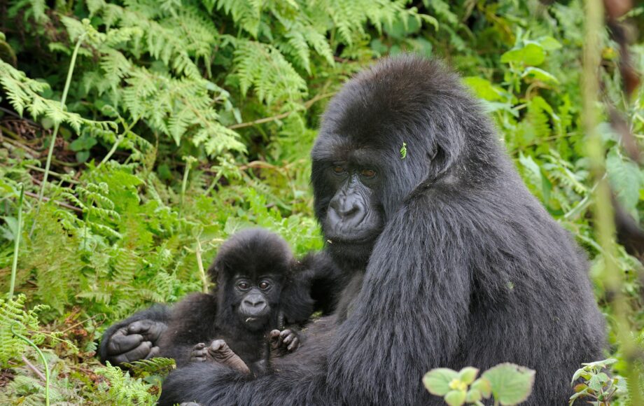 Bjerggorilla med lille unge sidder i det grønne i Uganda