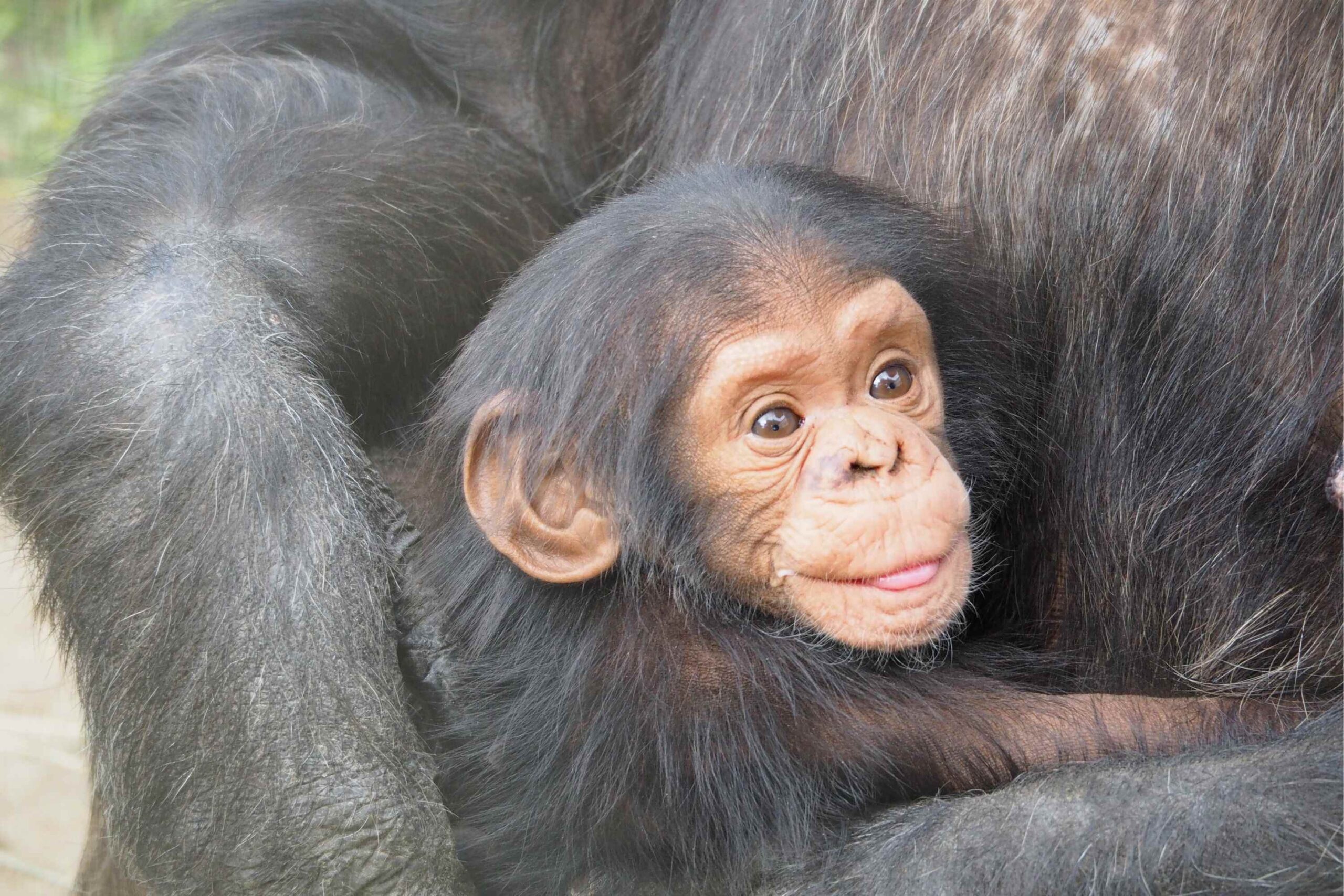 Chimpanse-vandring i Kibale National Park