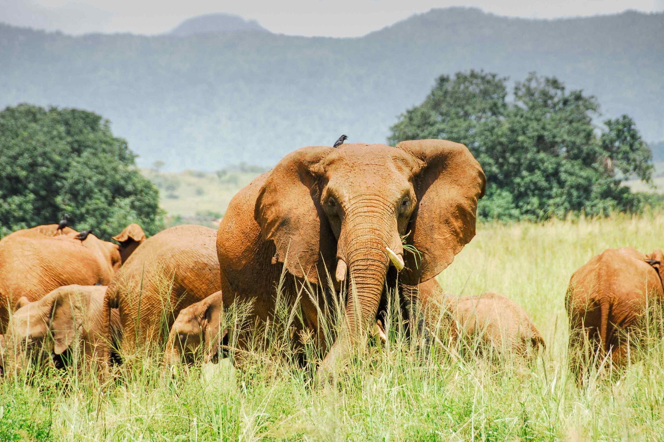 Hvorfor safarirejser til Afrika?