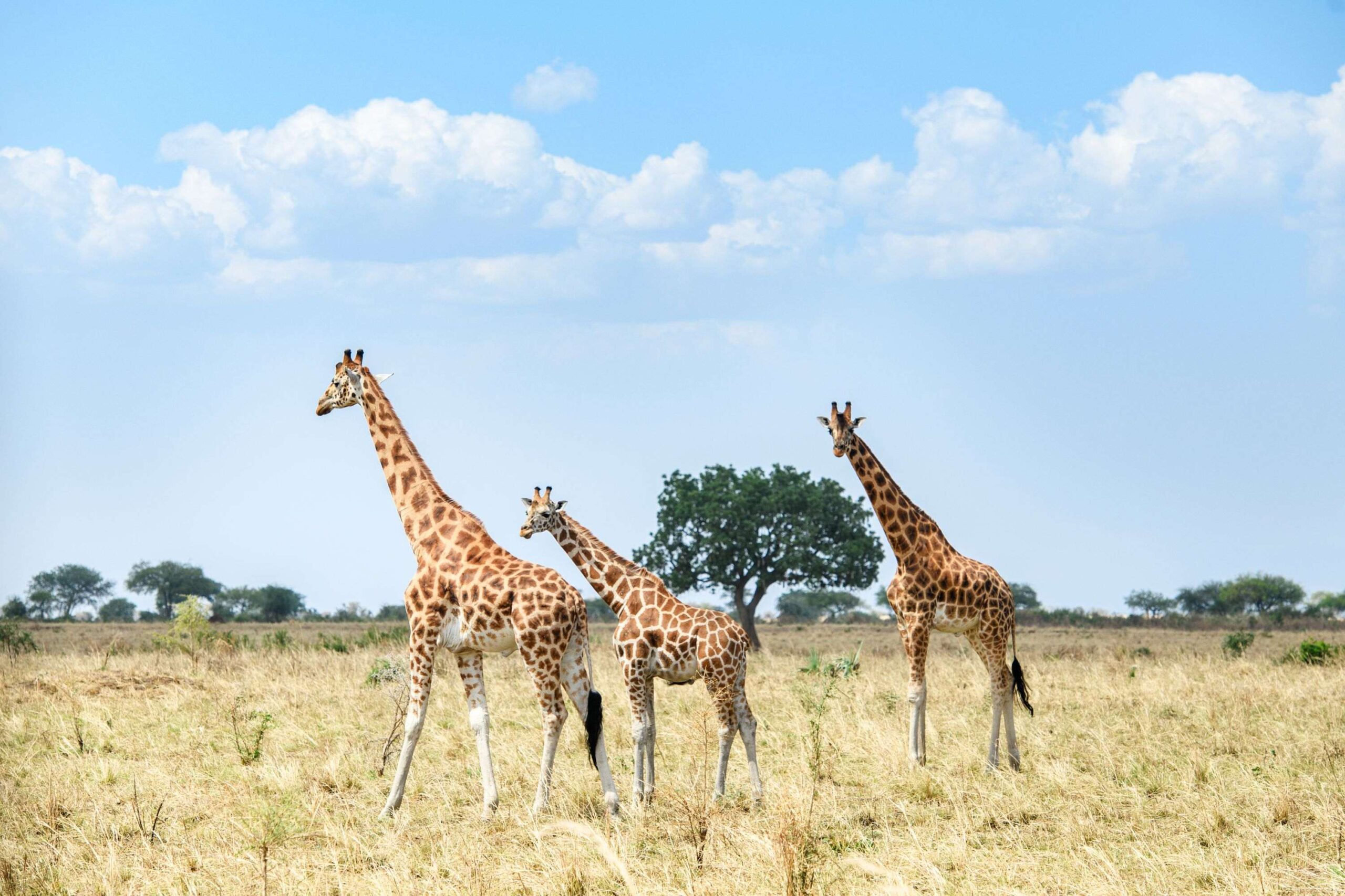 Safari til fods i Kidepo Valley National Park
