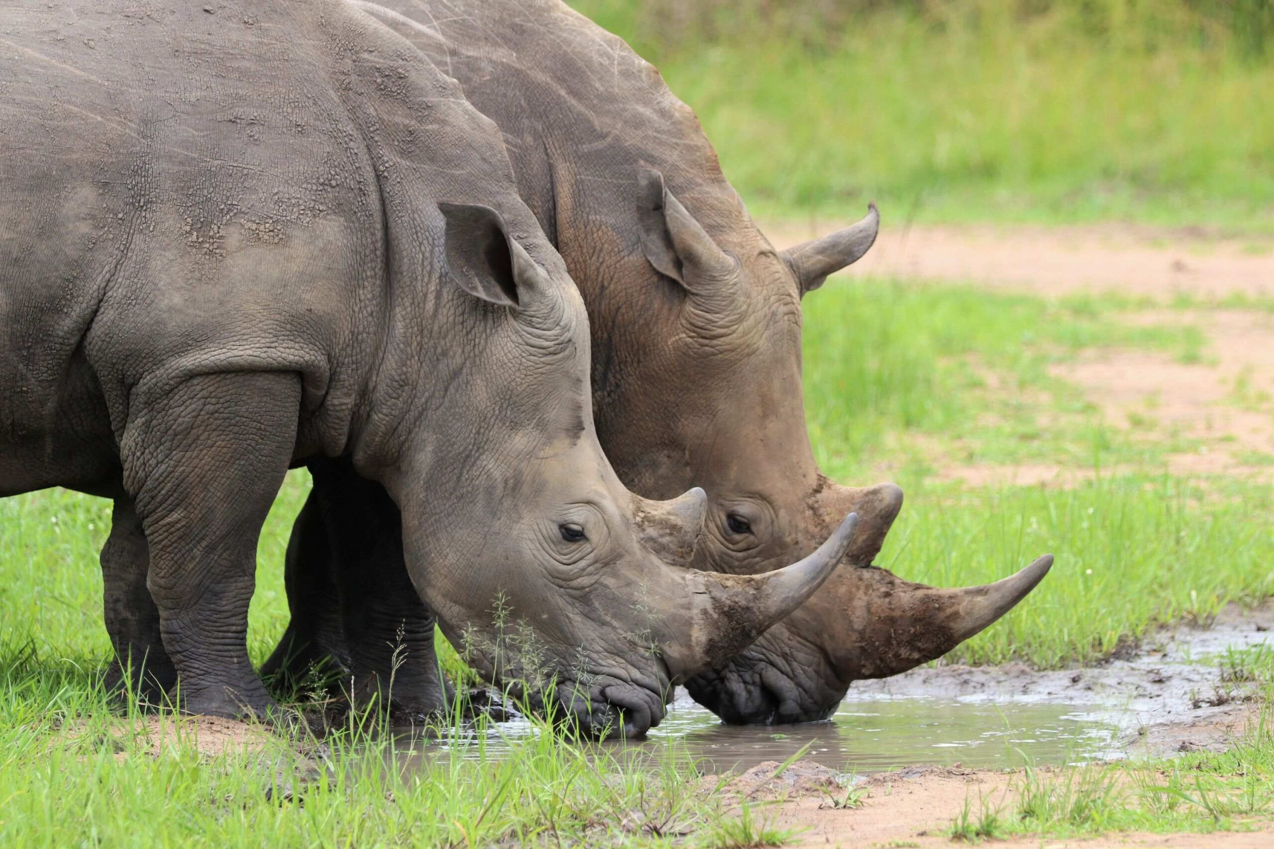 Rhino-vandring i Ziwa Rhino Sanctuary