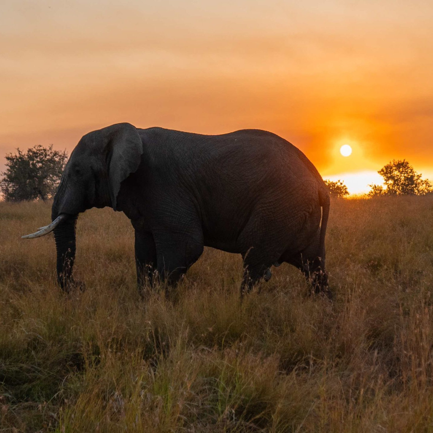 Elefant på savannen i solnedgang