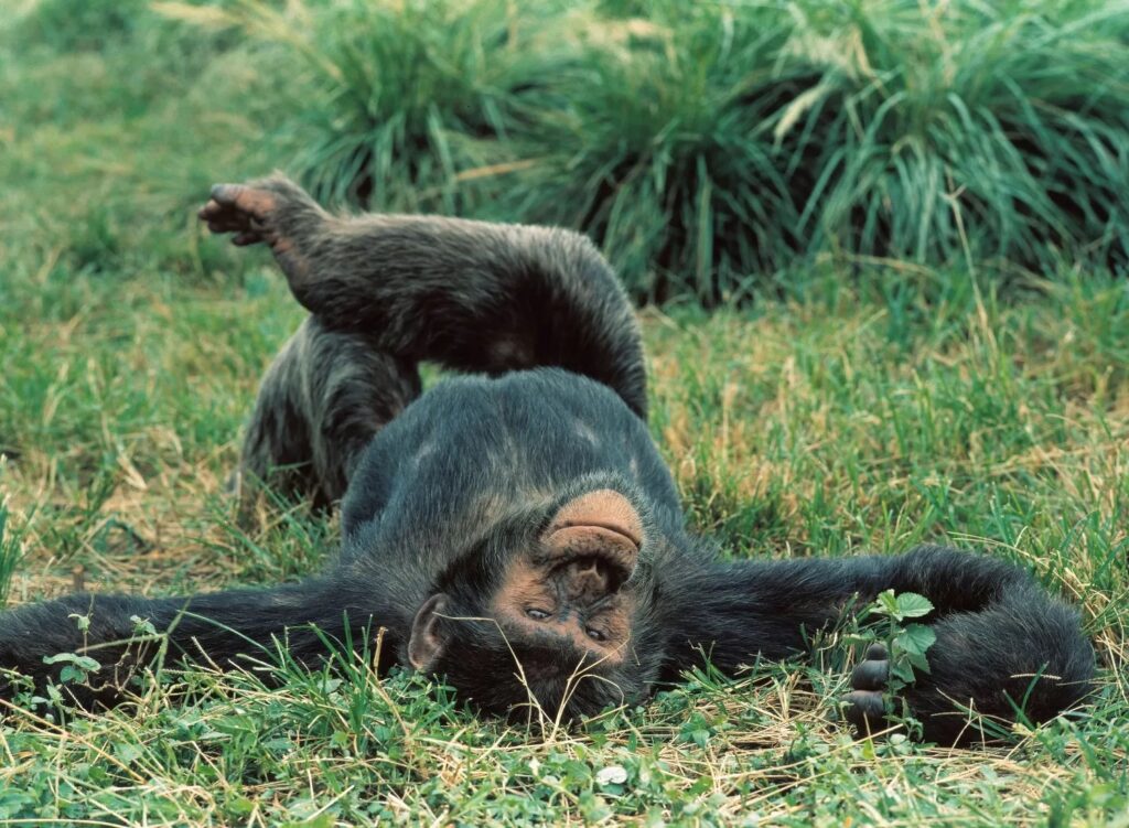 Chimpanse liggende på ryggen i det grønne græs med benene over kors