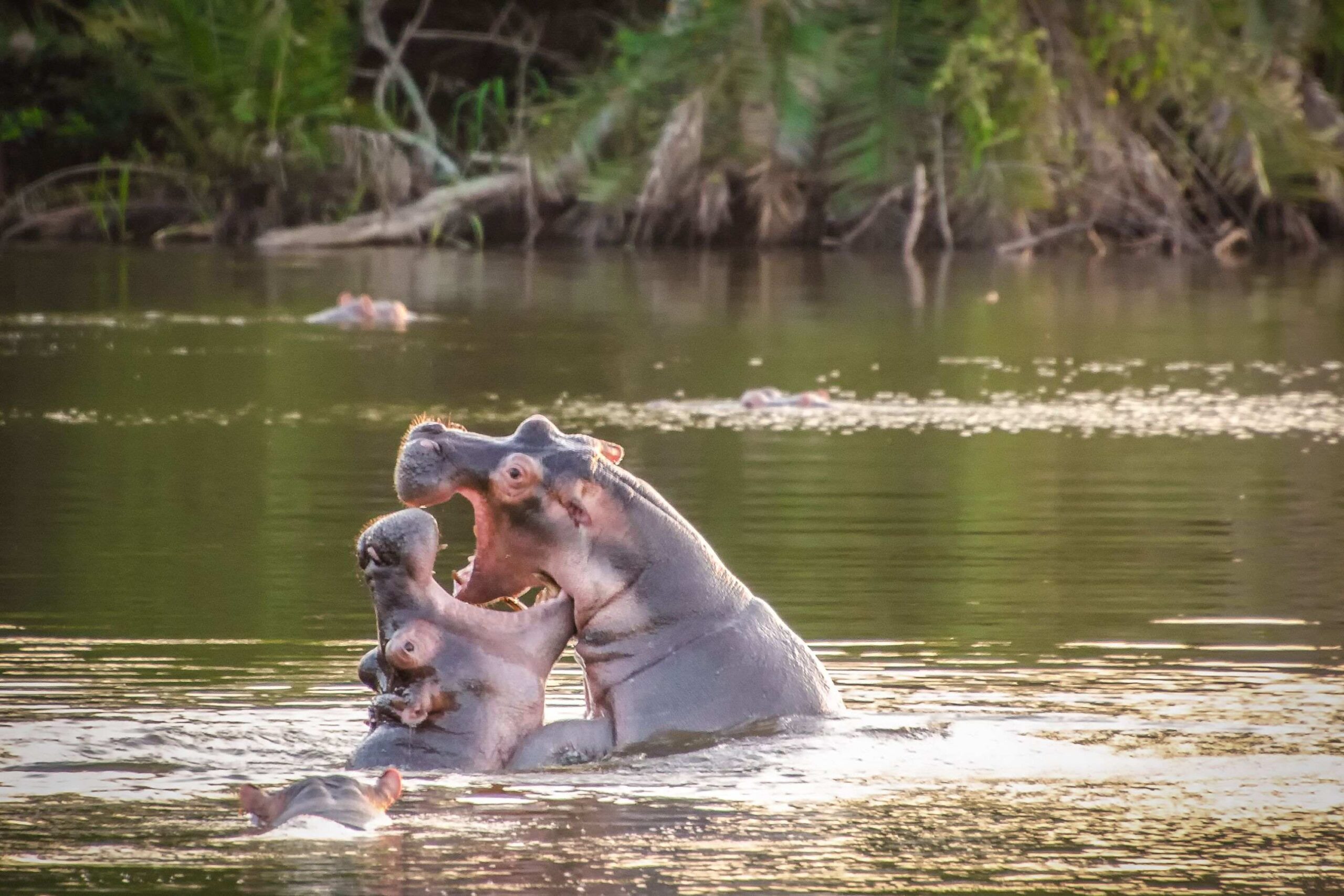 Safari til fods i Lake Mburo National Park