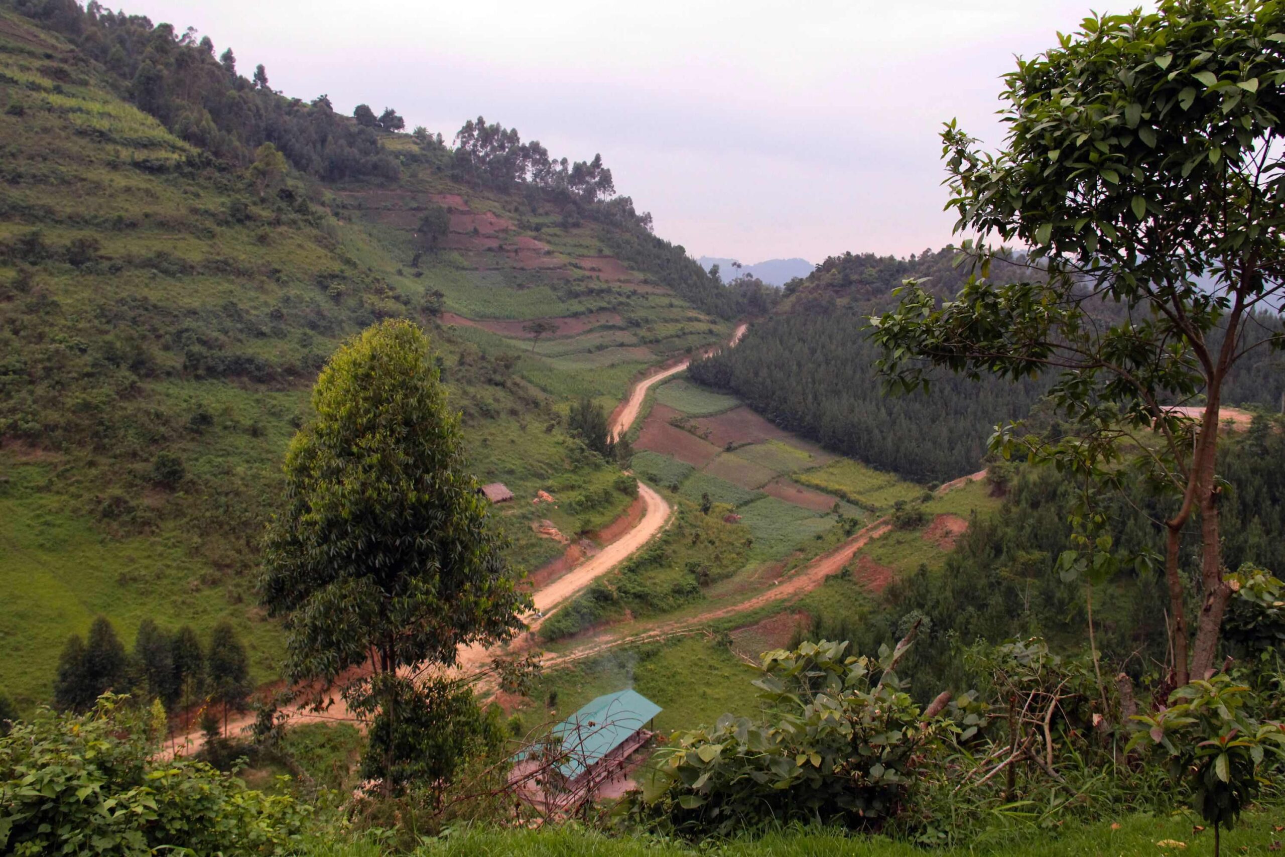 Kørsel fra Queen Elizabeth til Bwindi Impenetrable National Park