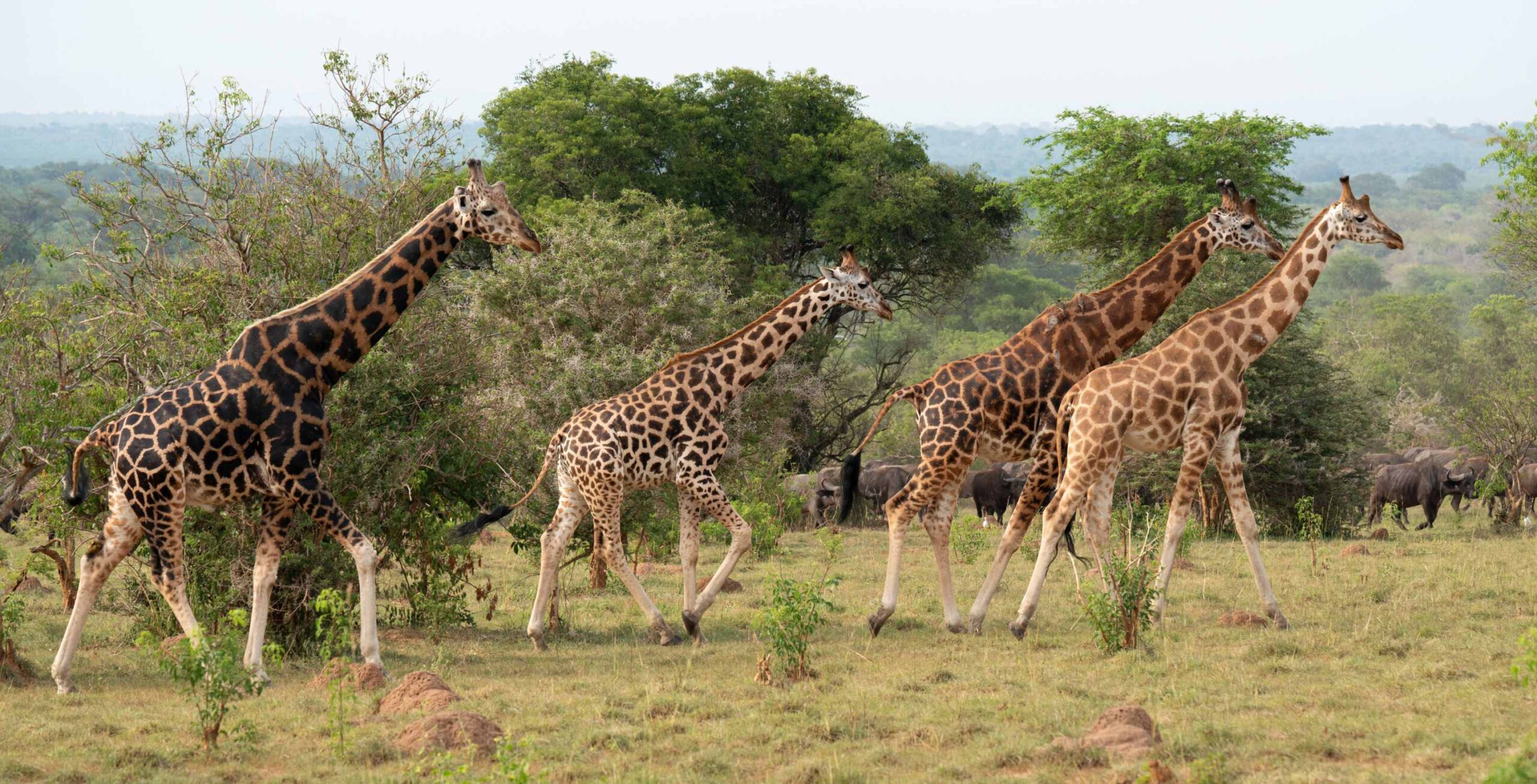 Safaritur i Murchison Falls National Park