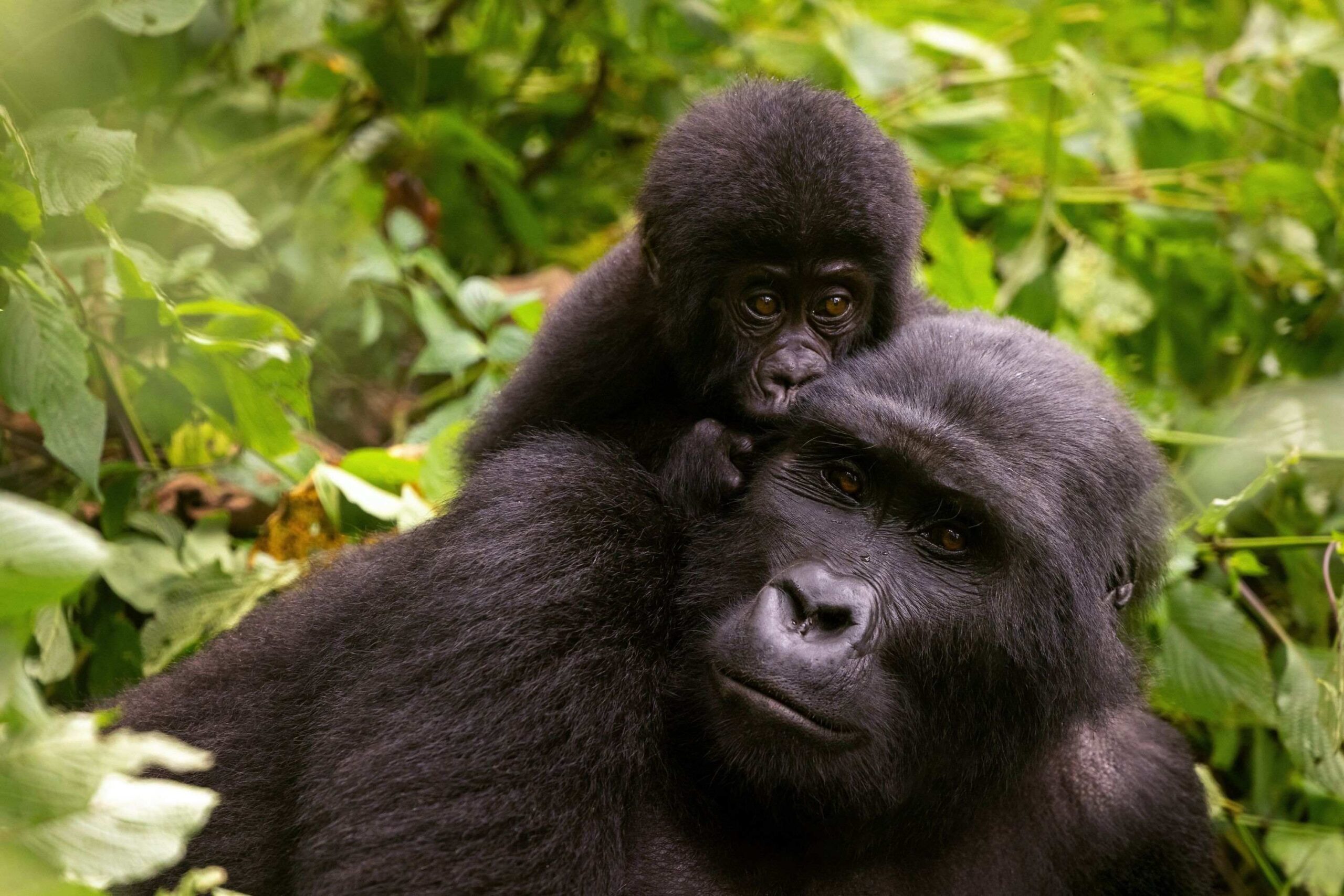 Gorillatrekking i Buhoma (nordsektoren)