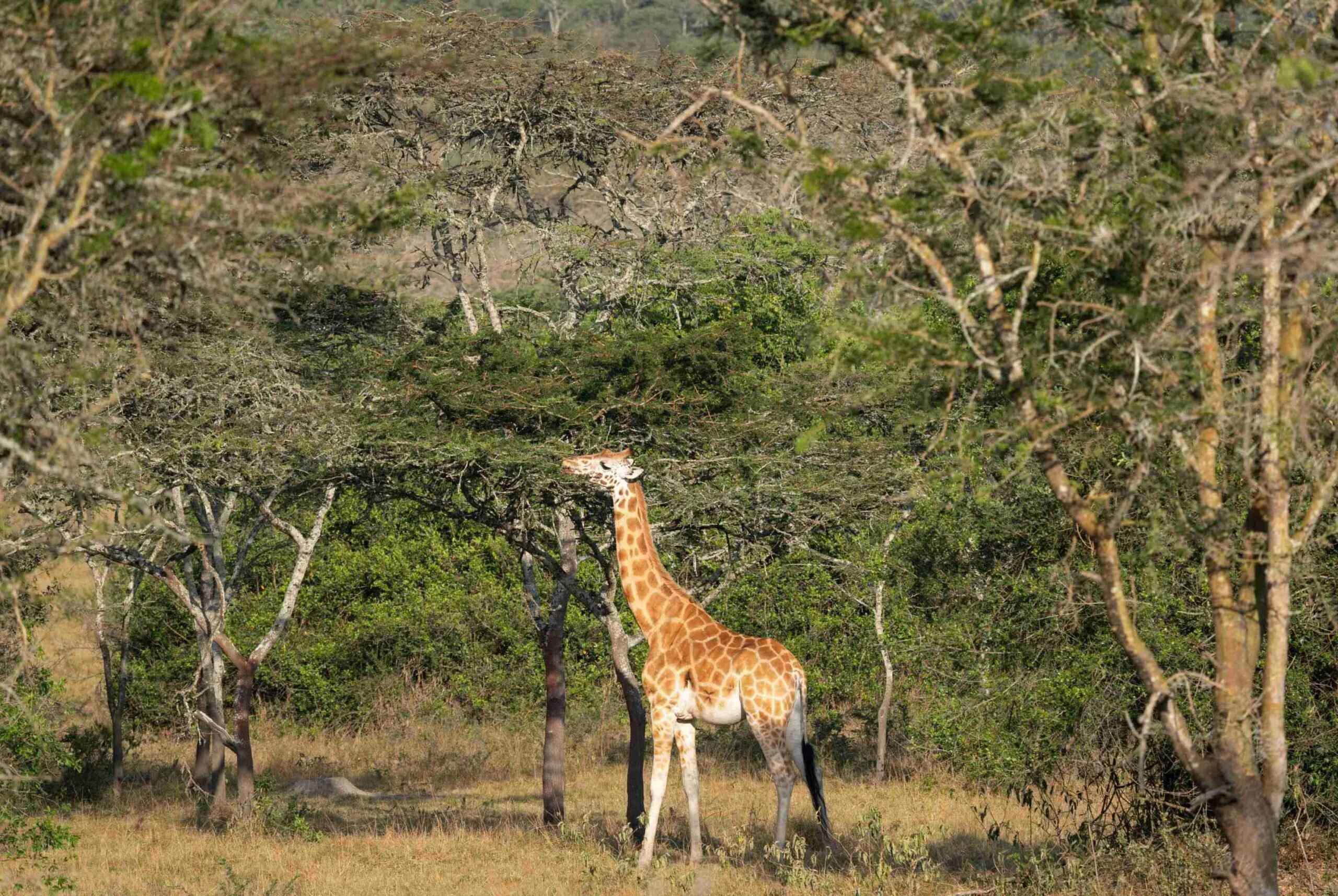 Jeep-safari i Lake Mburo National Park
