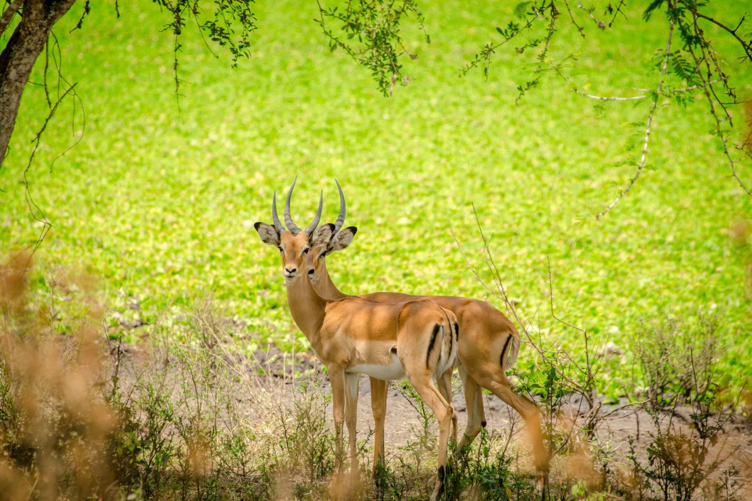 Mountainbike-safari uden for Lake Mburo National Park