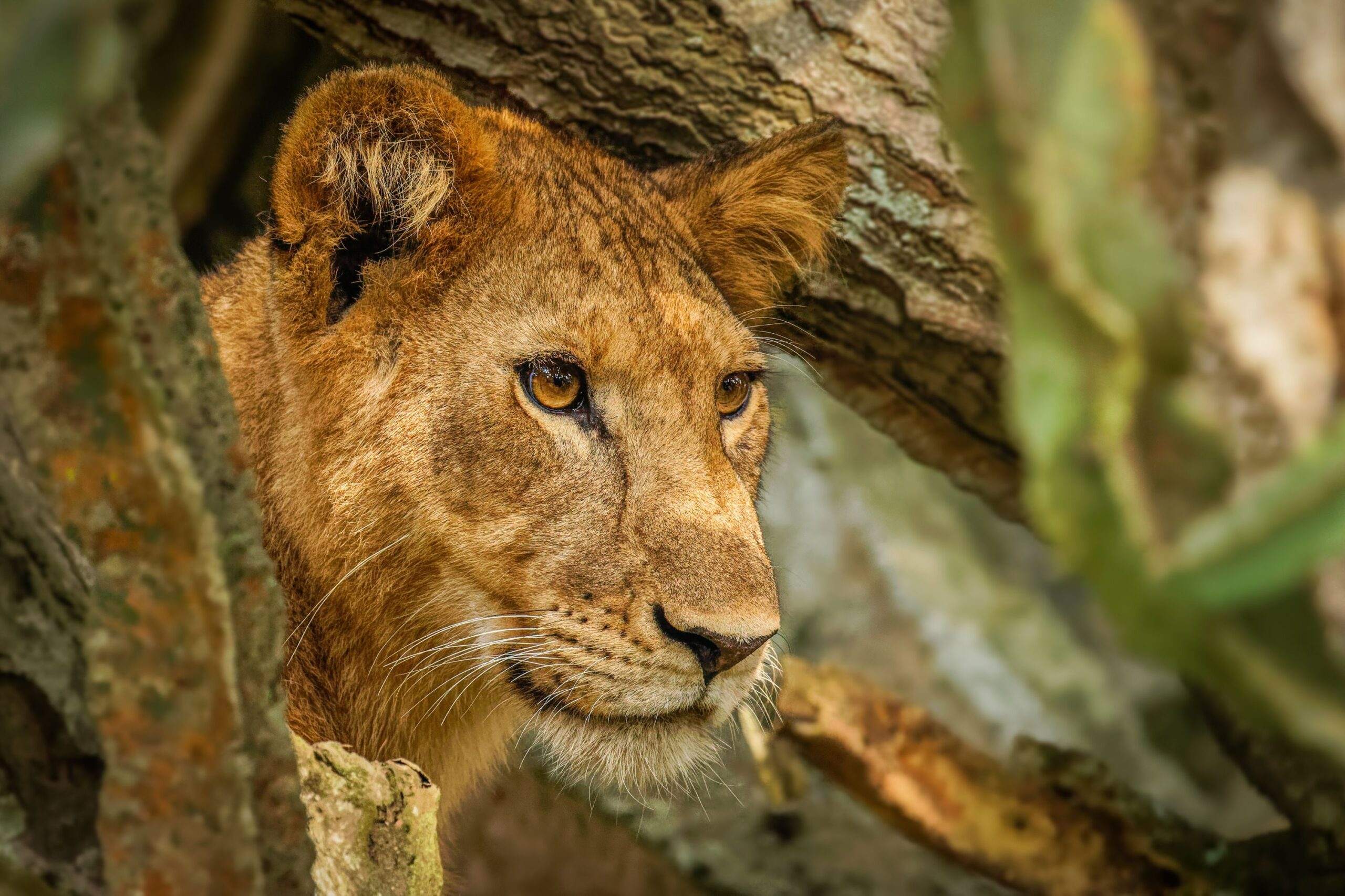 Safaritur i Queen Elizabeth National Park