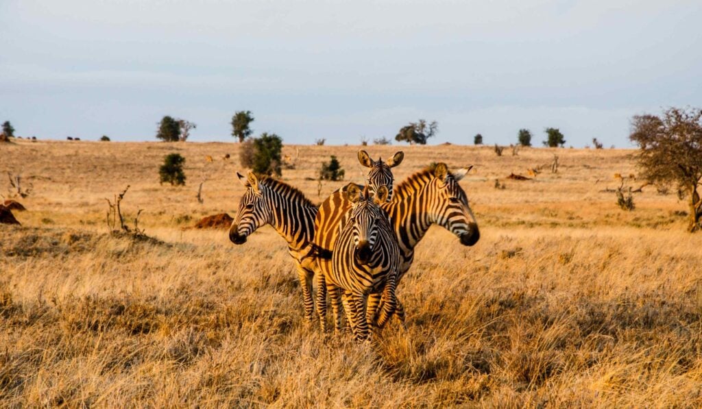 Fire zebraer, der står i en cirkel under den gyldne time i Tsavo West Nationalpark, Kenya