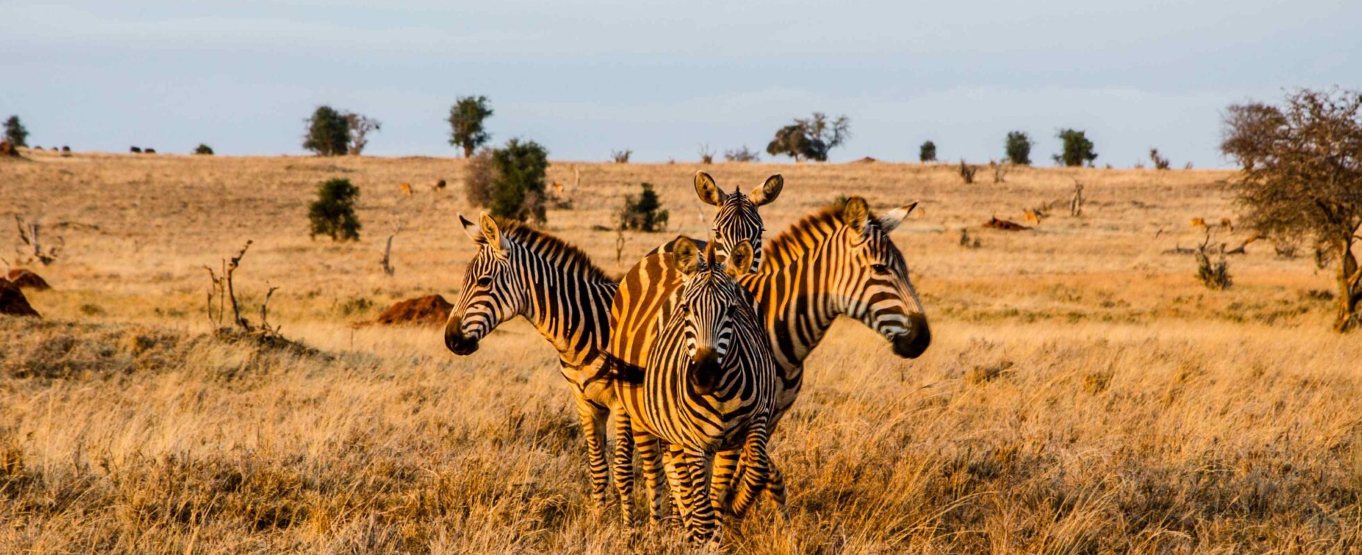 Fire zebraer, der står i en cirkel under den gyldne time i Tsavo West Nationalpark, Kenya