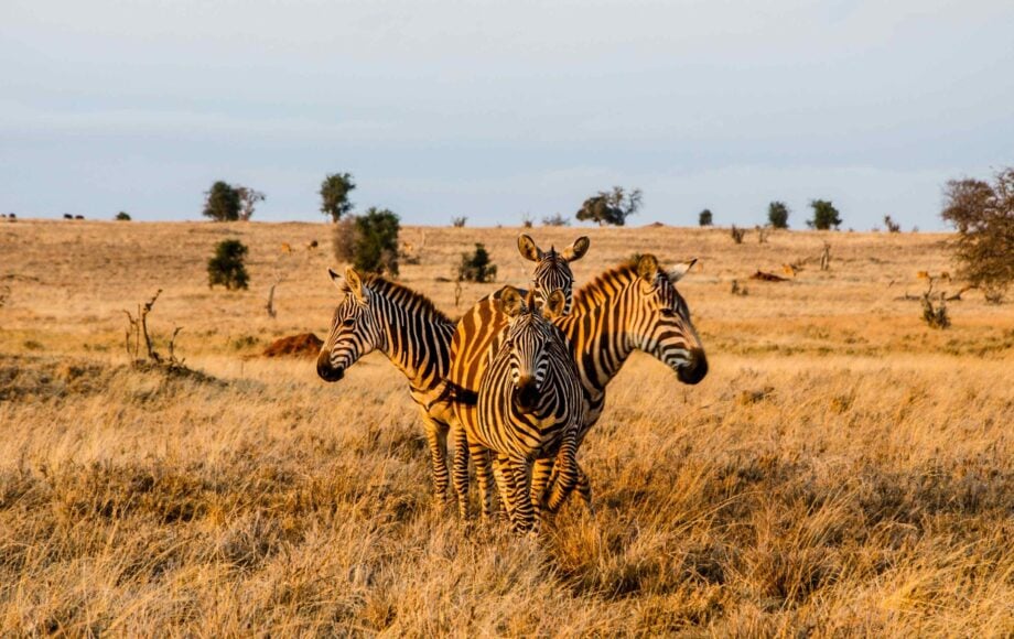 Fire zebraer, der står i en cirkel under den gyldne time i Tsavo West Nationalpark, Kenya