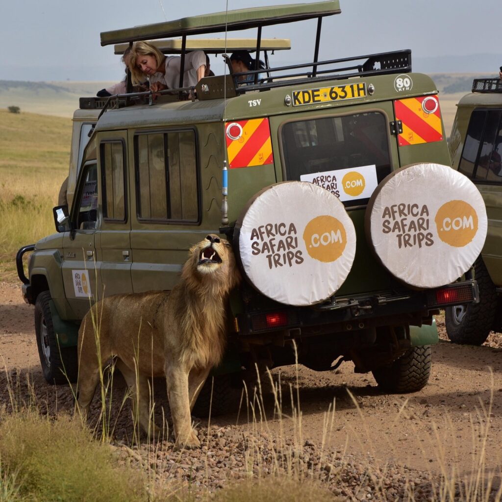 Afrika Safari Rejsers safarijeep på savannen med løver ved siden af