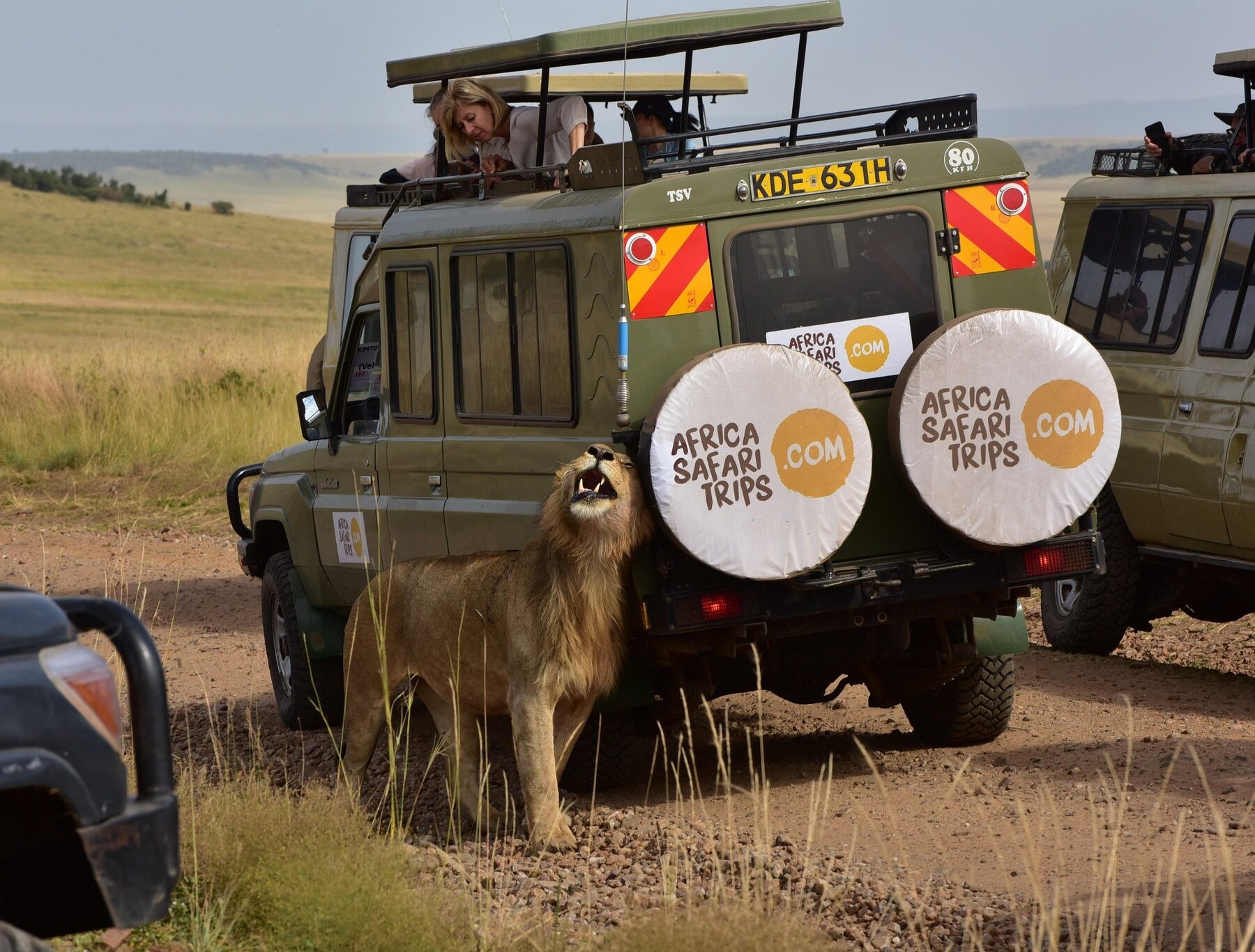Jeep på safari i Sydafrika med løver lige ved siden af