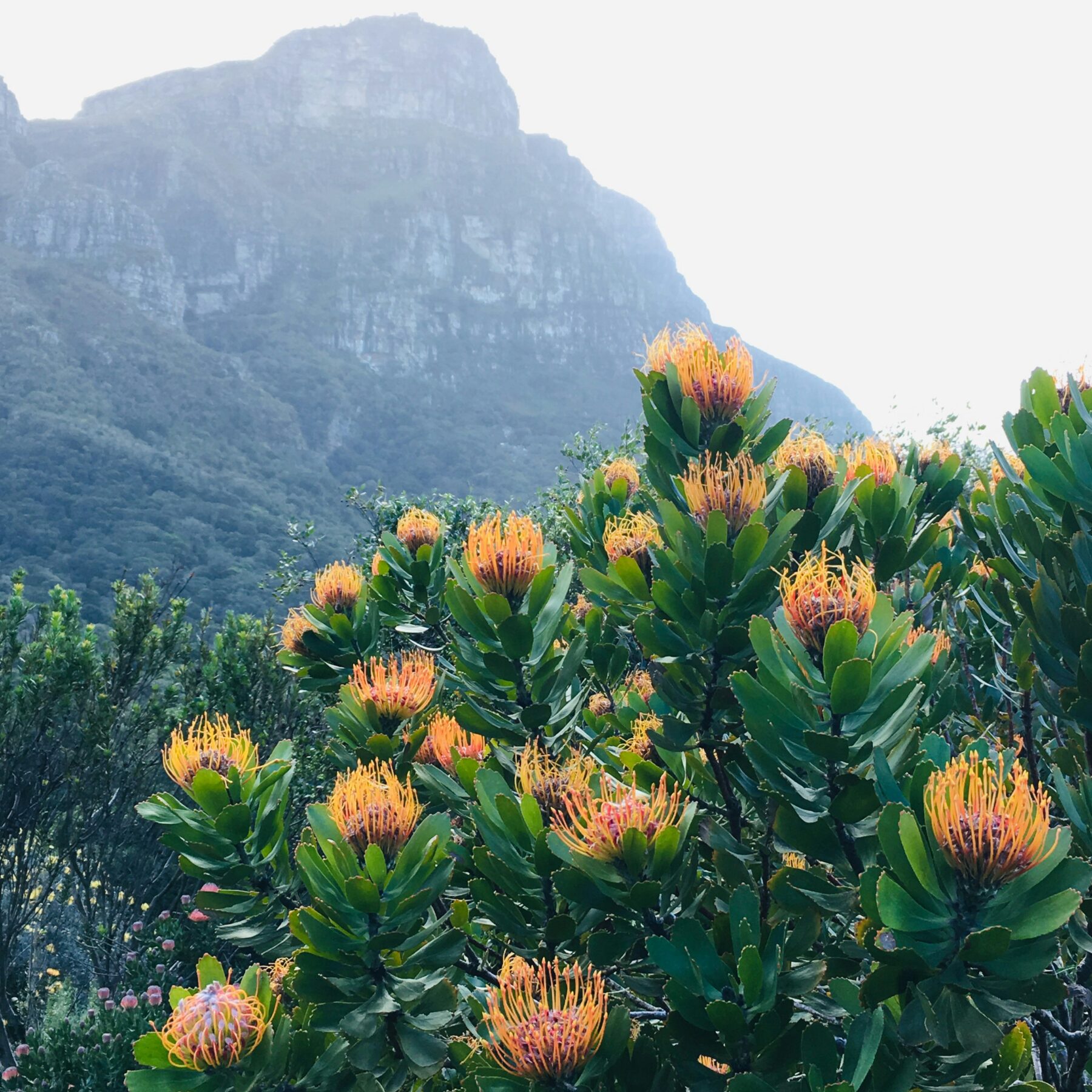 Blomstrende busk med bjerge i baggrunden i Kirstenbosch National Botanisk Have i Cape Town, Sydafrika