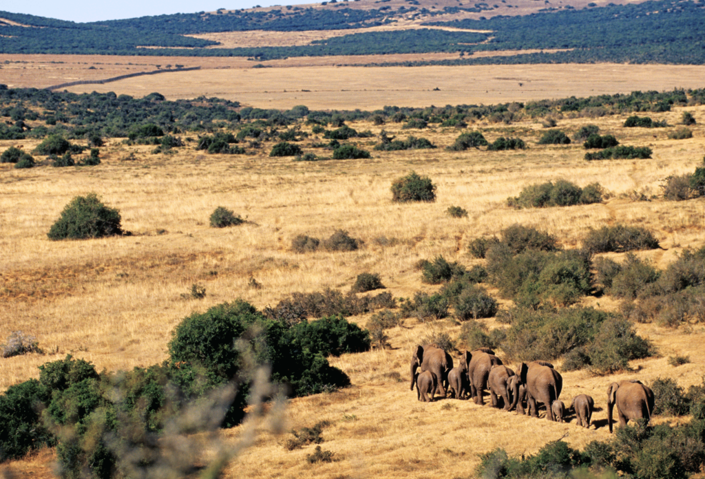 En flok elefanter strejfer rundt over store vidder i Eastern Cape-provinsen i Afrika