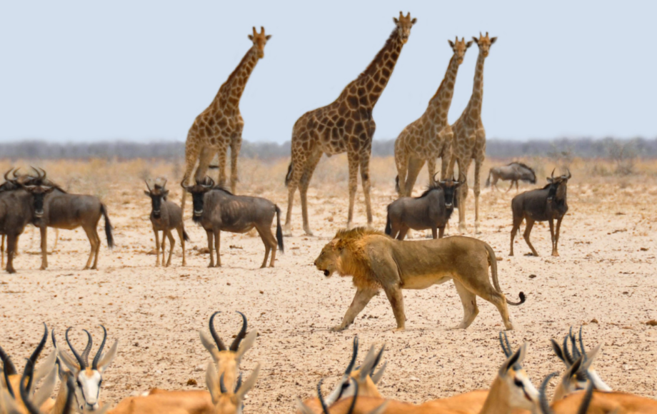 Vilde dyr på savannen i Sydafrika
