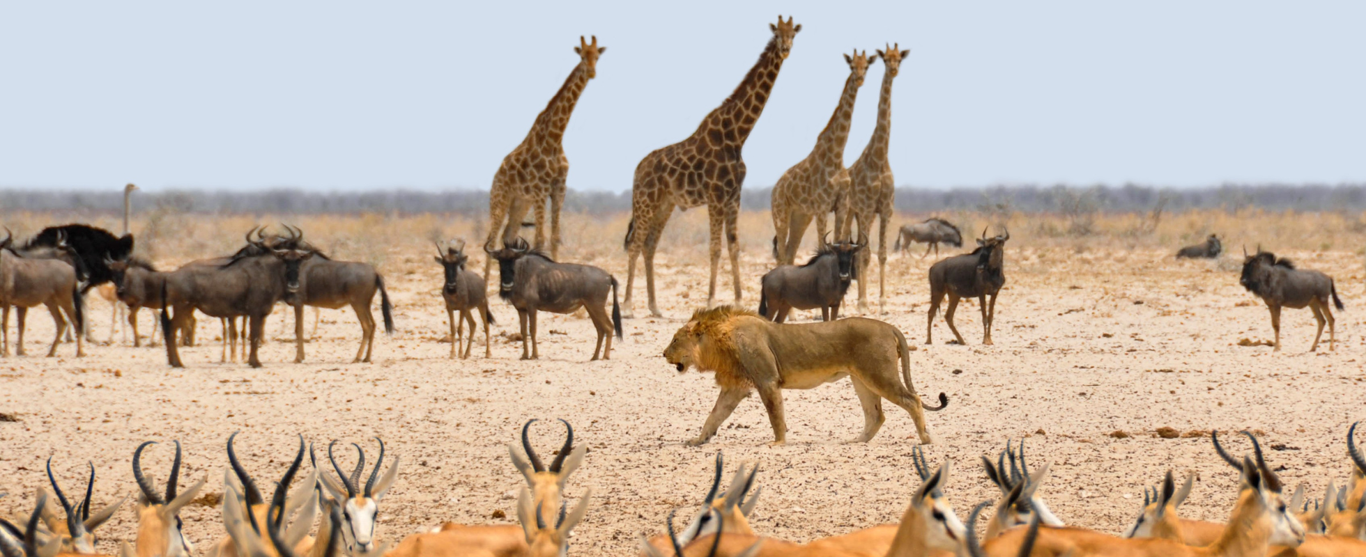 Vilde dyr på savannen i Sydafrika