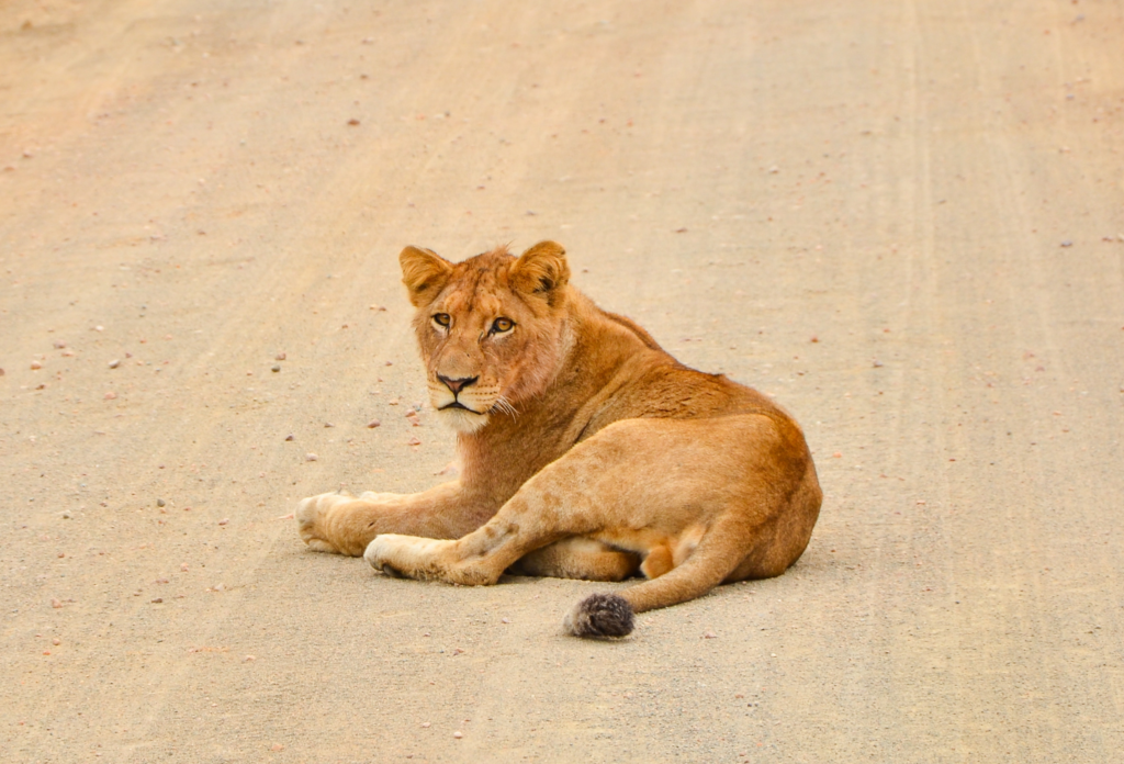 Løver hviler på sanden i Kruger Nationalpark