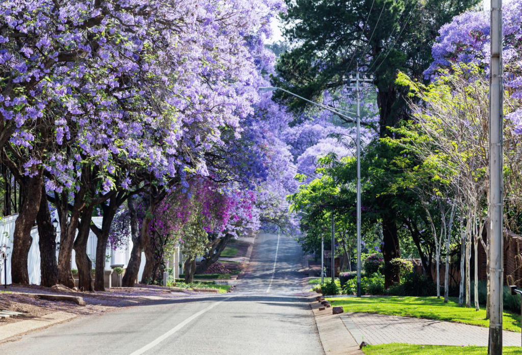 Vej i Afrika med blomstrende jacarandatræer