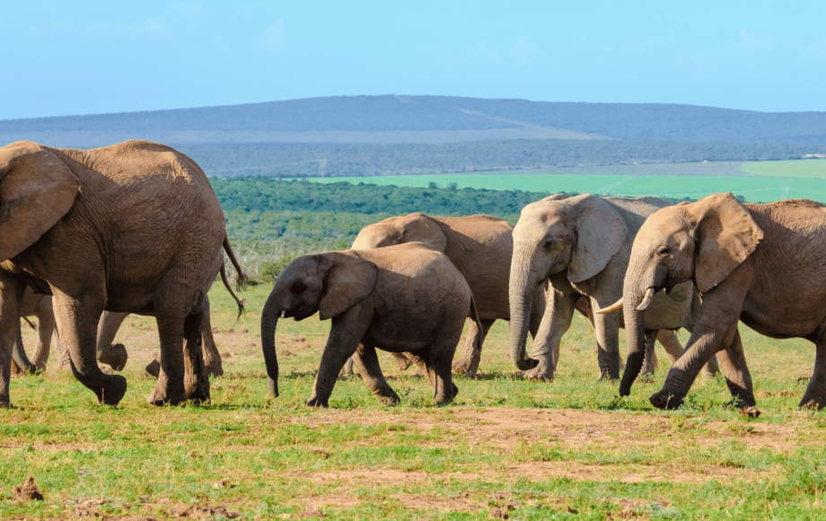 En flok elefanter på savannen i Sydafrika