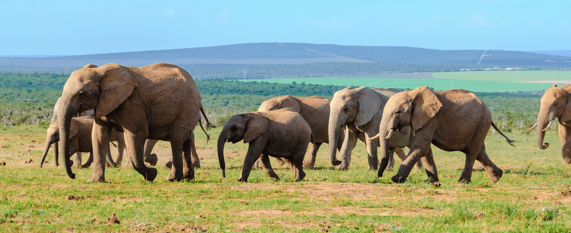 En flok elefanter på savannen i Sydafrika